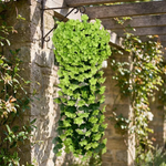 LISTINGOPT::kovosis::cascading-orchid-flowers-for-sculptural-elegance::variant-unique-ce9ffec0ae6b8a