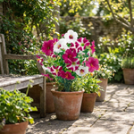 LISTINGOPT::kovosis::outdoor-petunia-vase-for-effortless-color::variant-unique-c72e3689950a9b